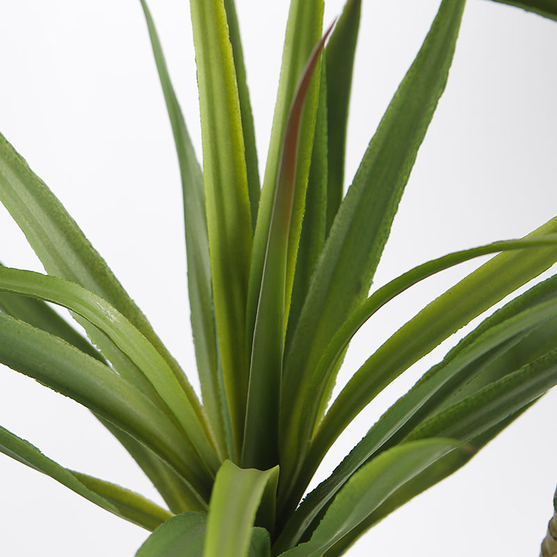 EFOLIA DRAGON TREE (140CM) PCS