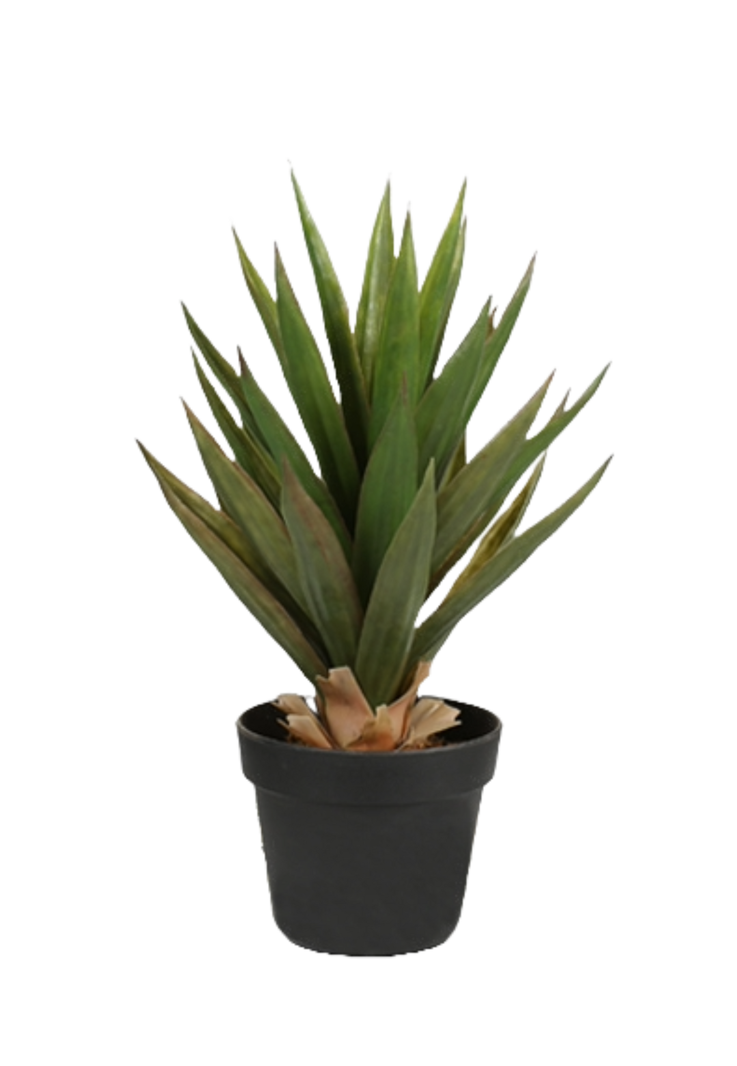 EFOLIA ALOE VERA BIG (50CM) PCS