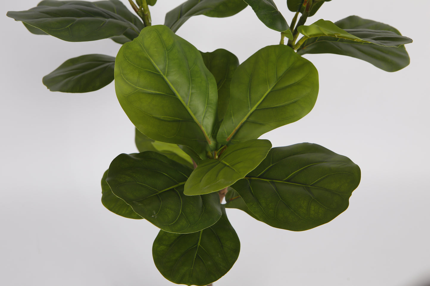 EFOLIA FIDDLE LEAF FIG (120CM) PCS