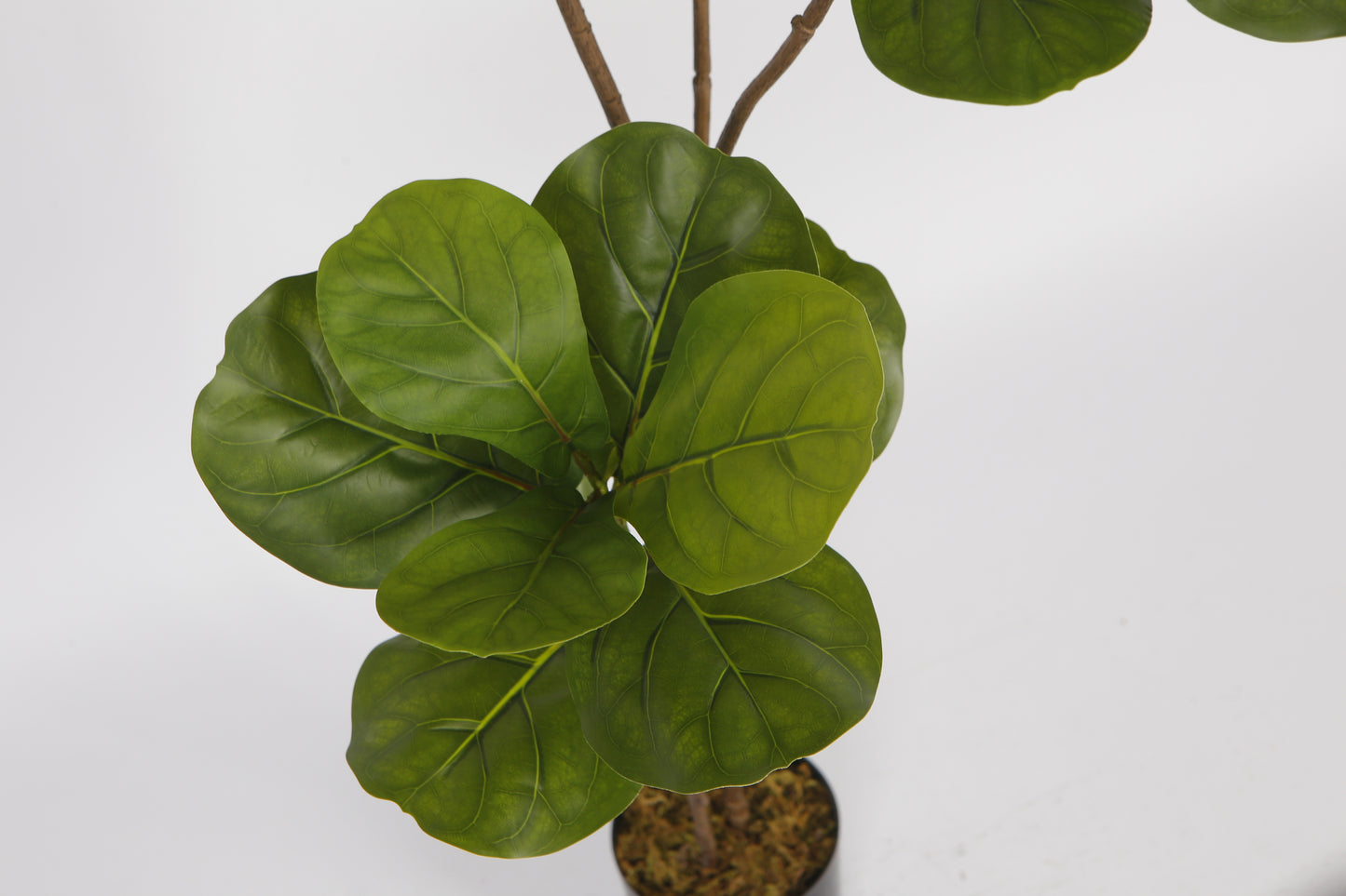 EFOLIA FIDDLE LEAF FIG (120CM) PCS