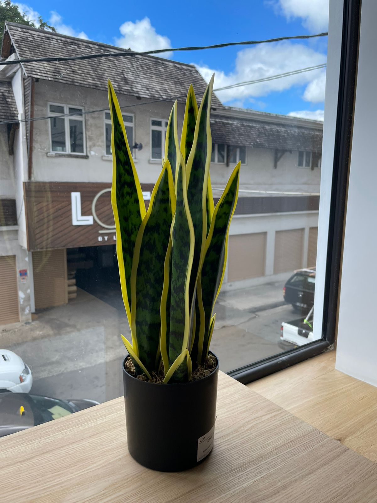 EFOLIA SUSAN SNAKE PLANT (50CM) PCS