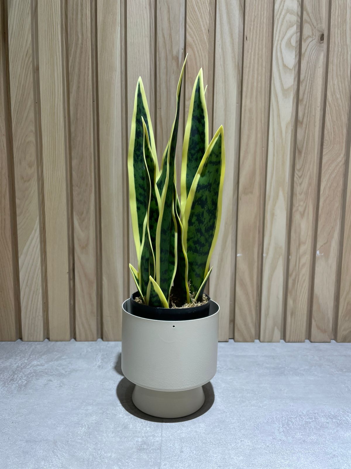 EFOLIA SUSAN SNAKE PLANT (50CM) PCS