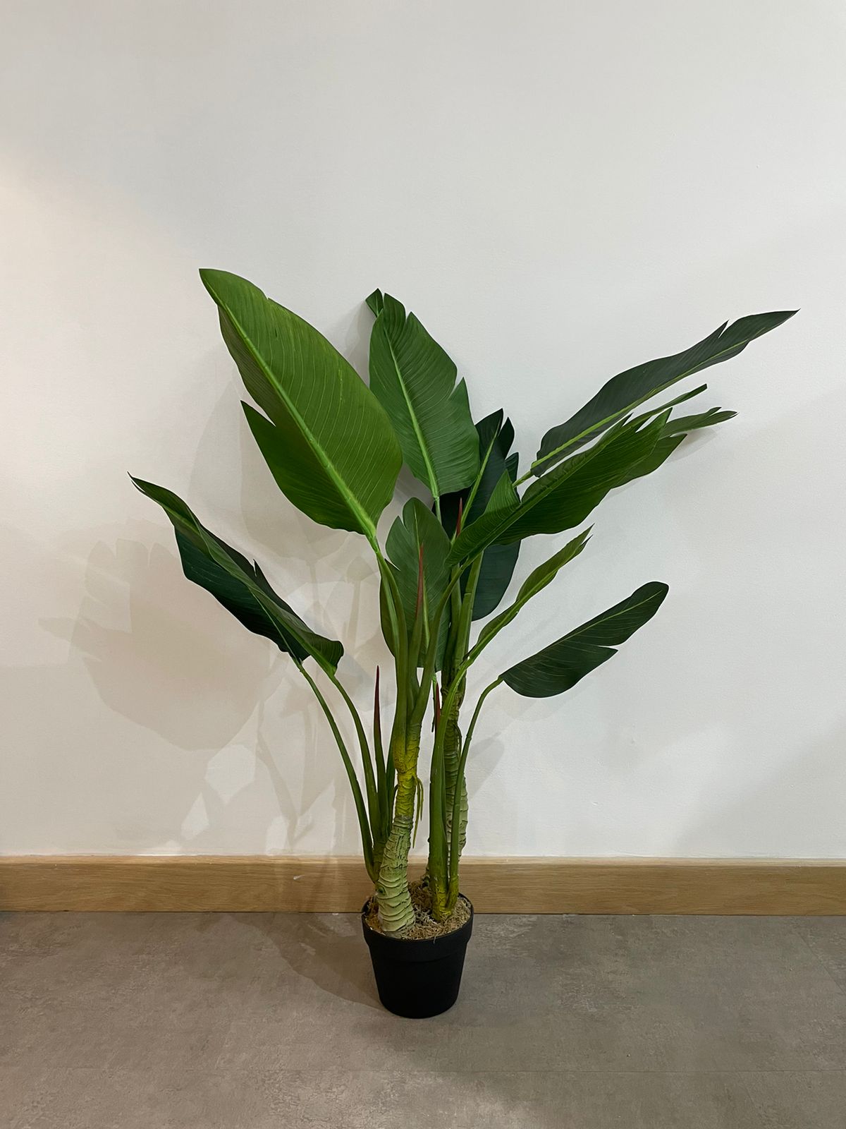 EFOLIA SIA STRELITZIA PLANT (125CM) PCS