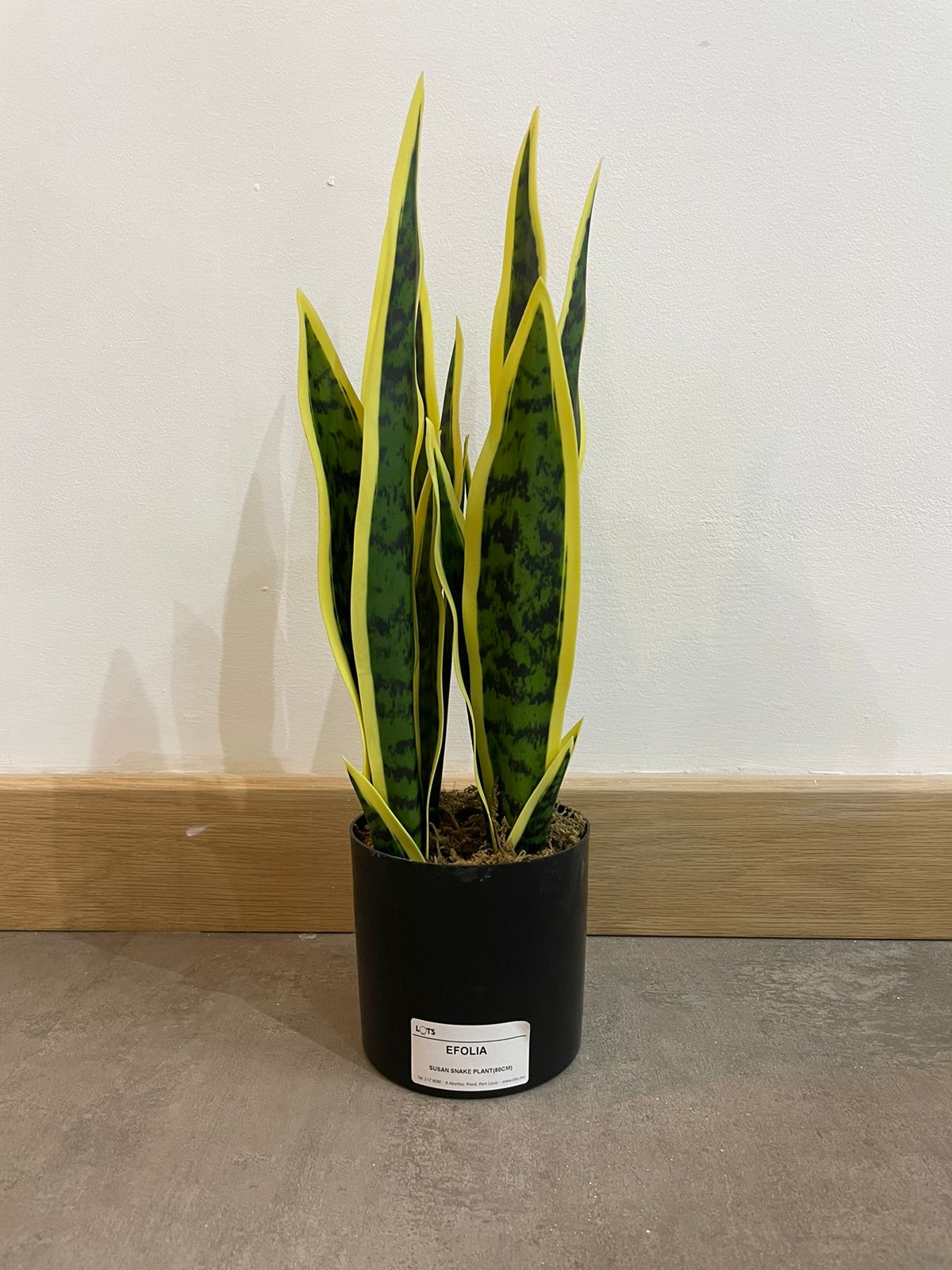 EFOLIA SUSAN SNAKE PLANT (50CM) PCS