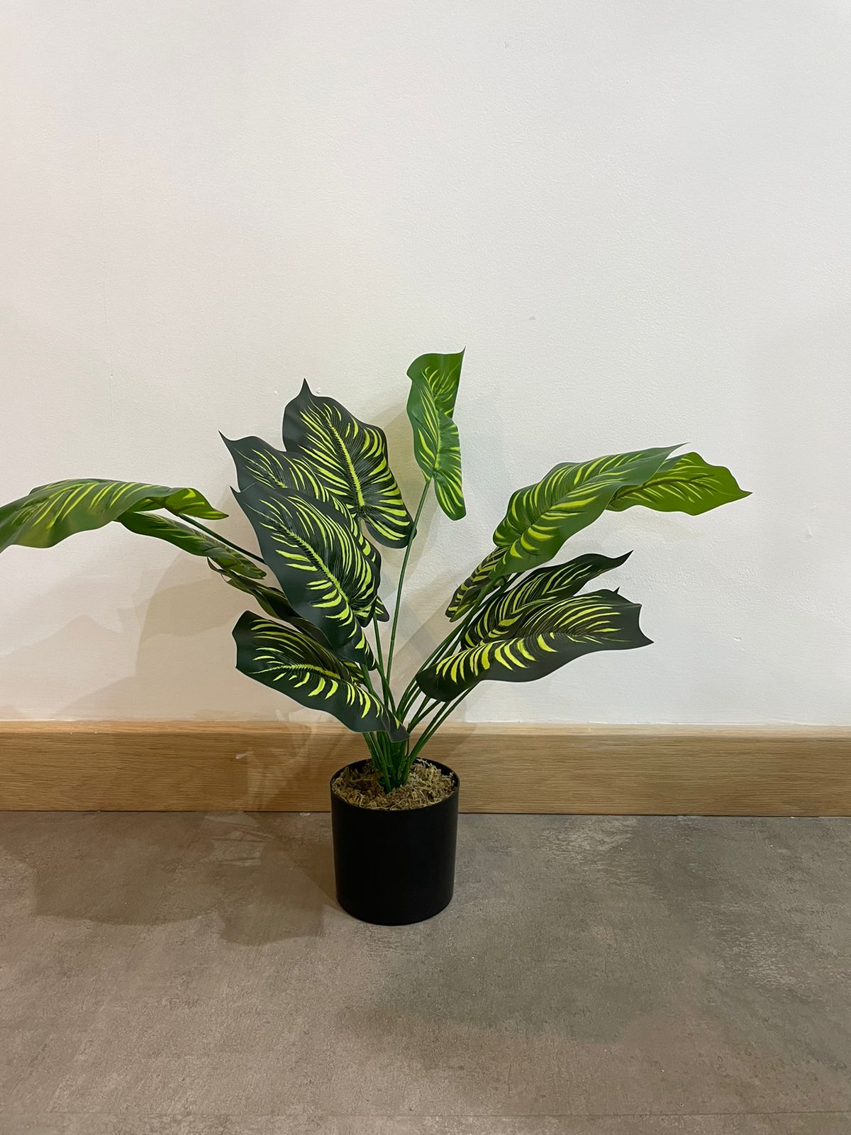EFOLIA CAMILLE CALATHEA PLANT (58CM) PCS