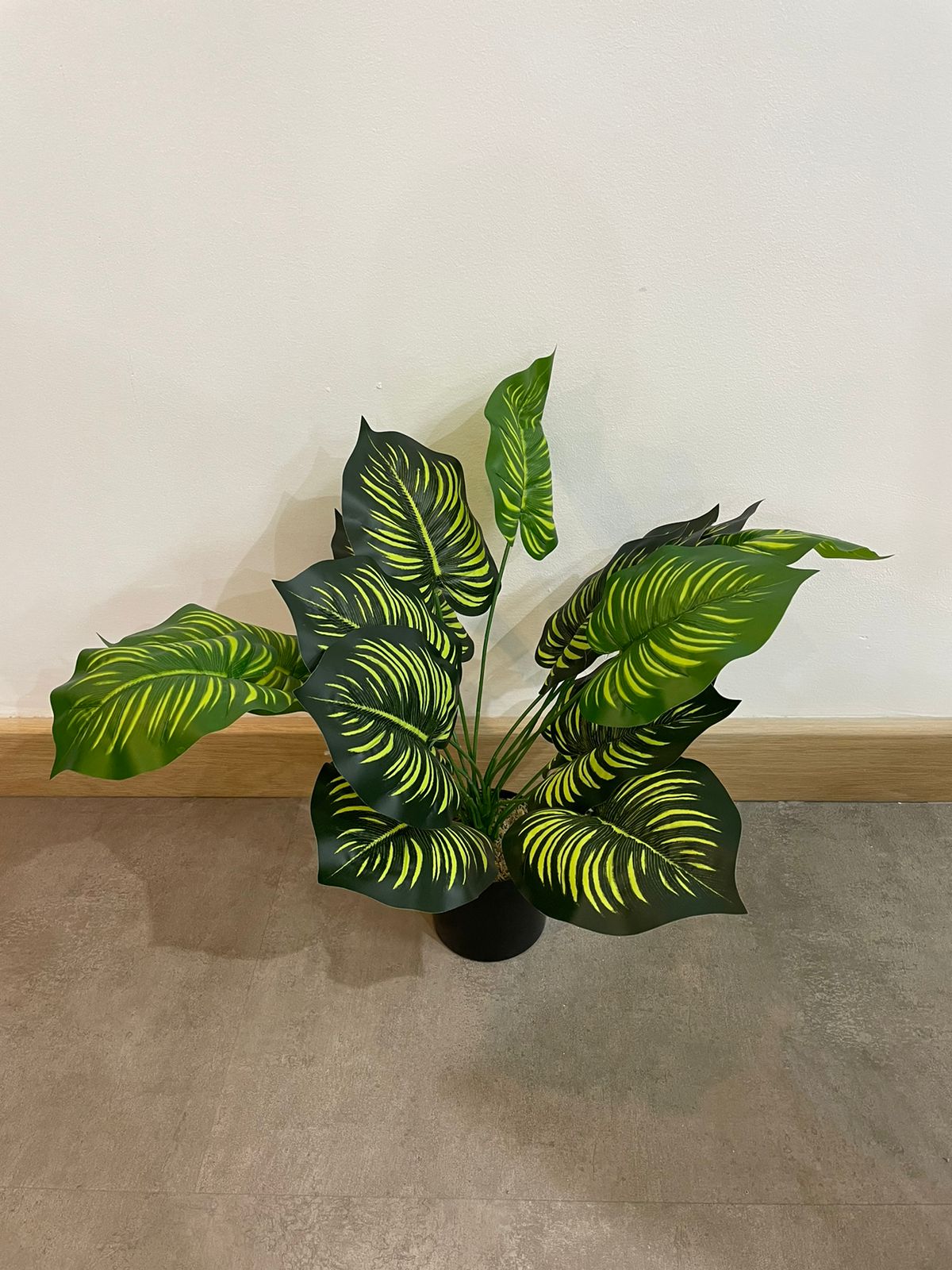 EFOLIA CAMILLE CALATHEA PLANT (58CM) PCS