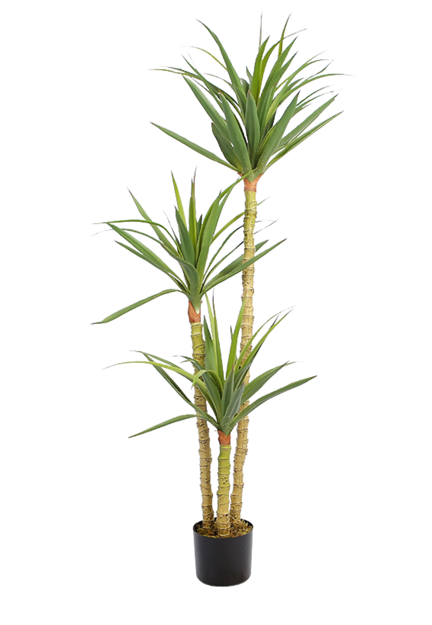 EFOLIA DRAGON TREE (140CM) PCS