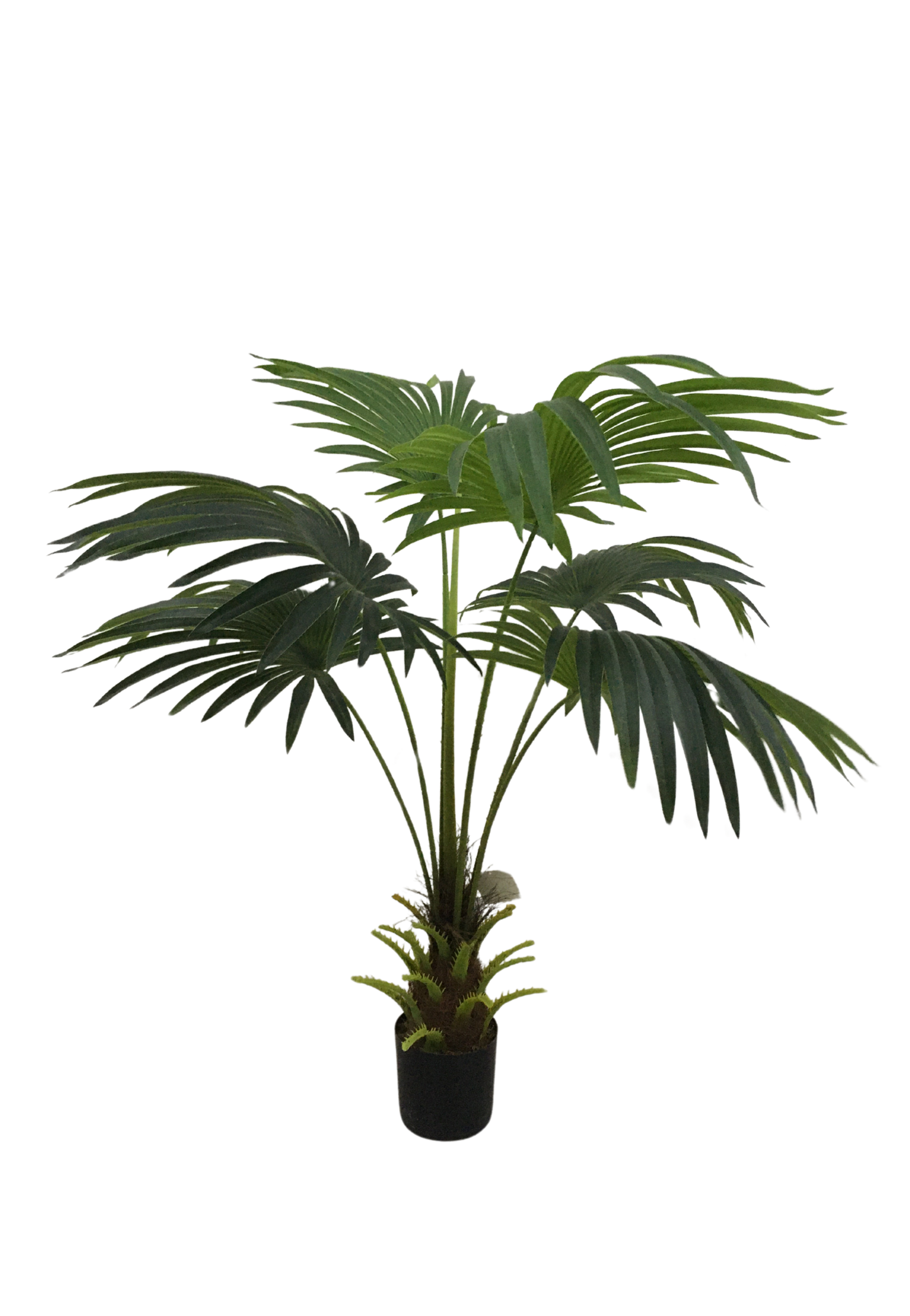EFOLIA FAN PALM (95CM) PCS