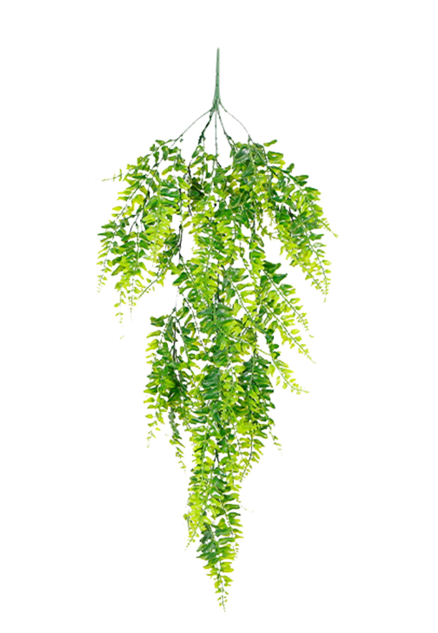 EFOLIA FERN PLANT (80CM) PCS
