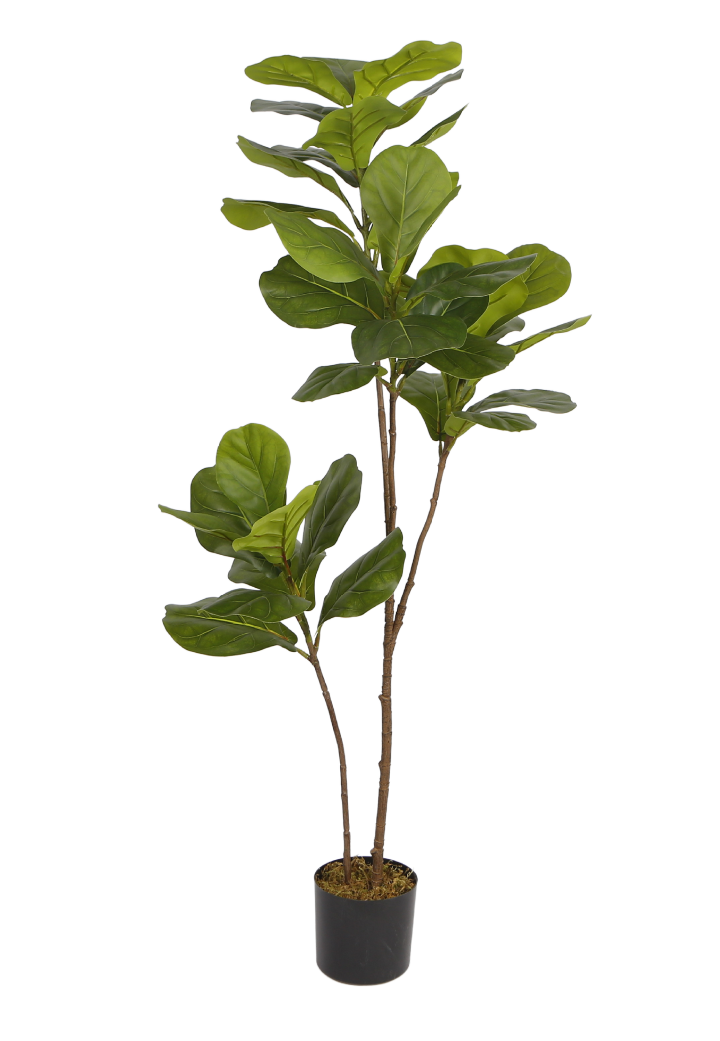 EFOLIA FIDDLE LEAF FIG (120CM) PCS
