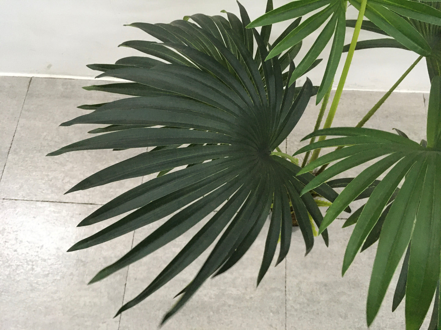 EFOLIA FAN PALM (95CM) PCS