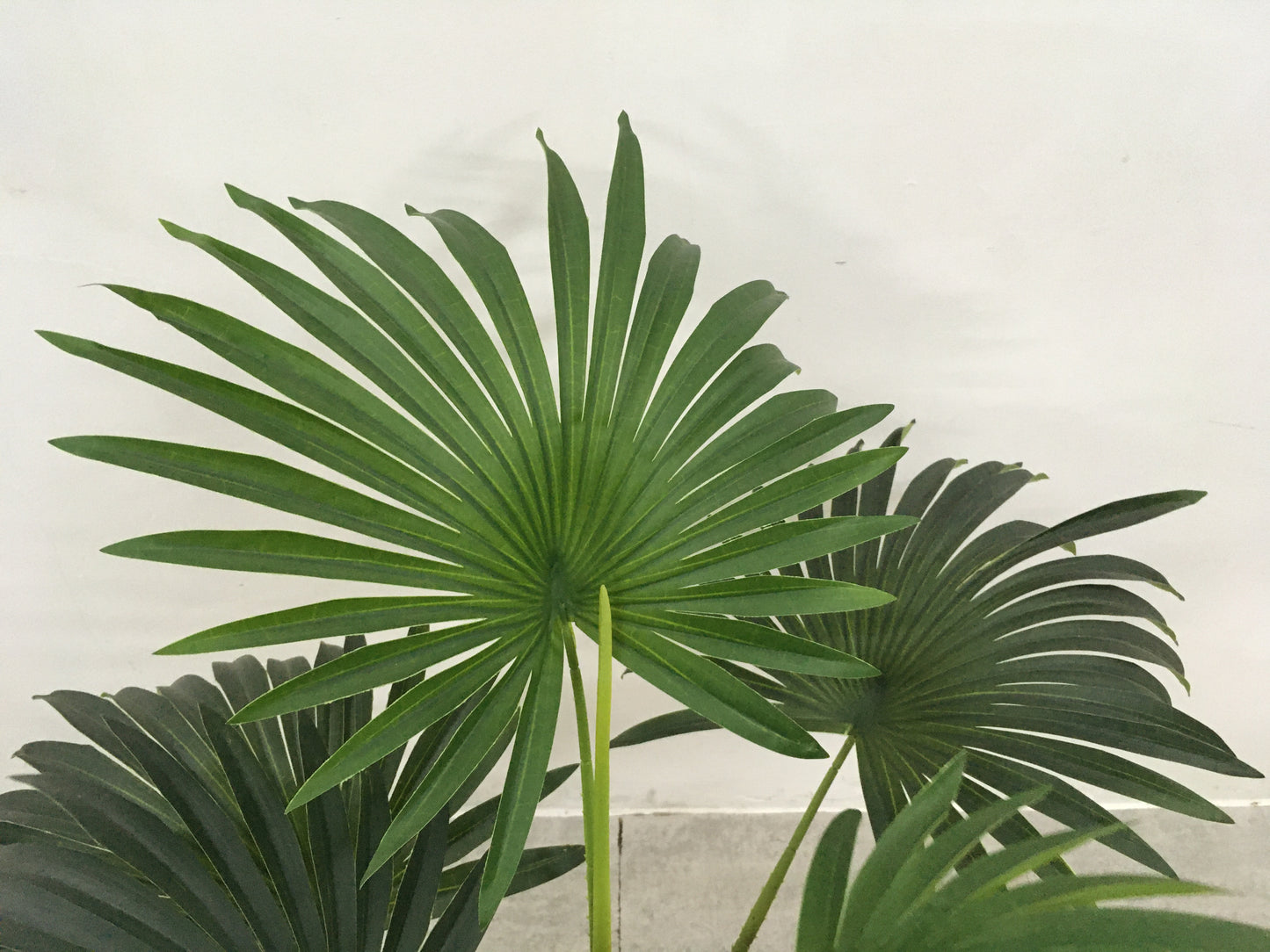 EFOLIA FAN PALM (95CM) PCS