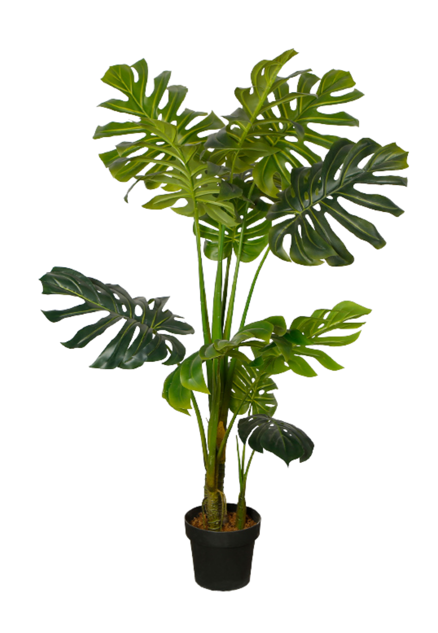 EFOLIA MONA MONSTERRA PLANT (140CM) PCS