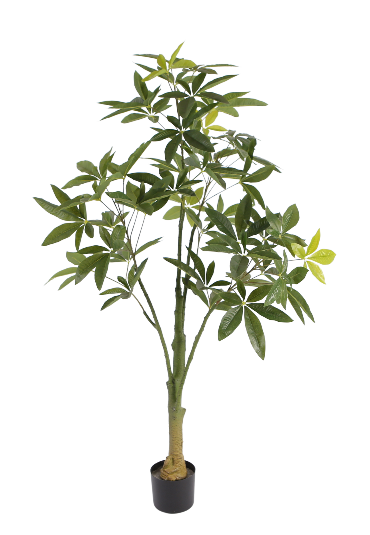 EFOLIA PACHIRA GLABRA (140CM) PCS