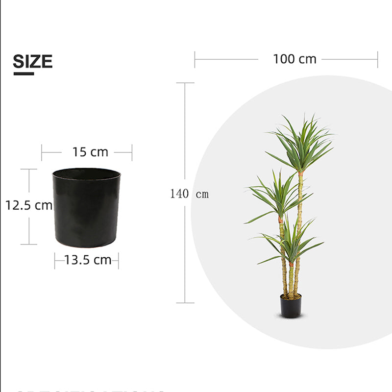 EFOLIA DRAGON TREE (140CM) PCS