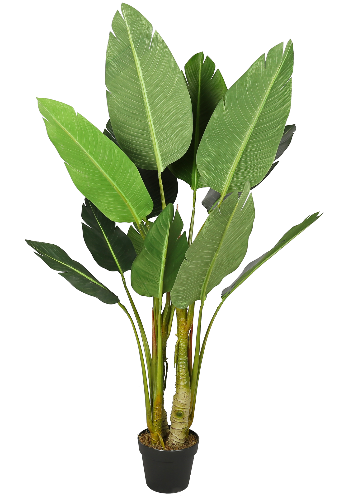 EFOLIA SIA STRELITZIA PLANT (125CM) PCS