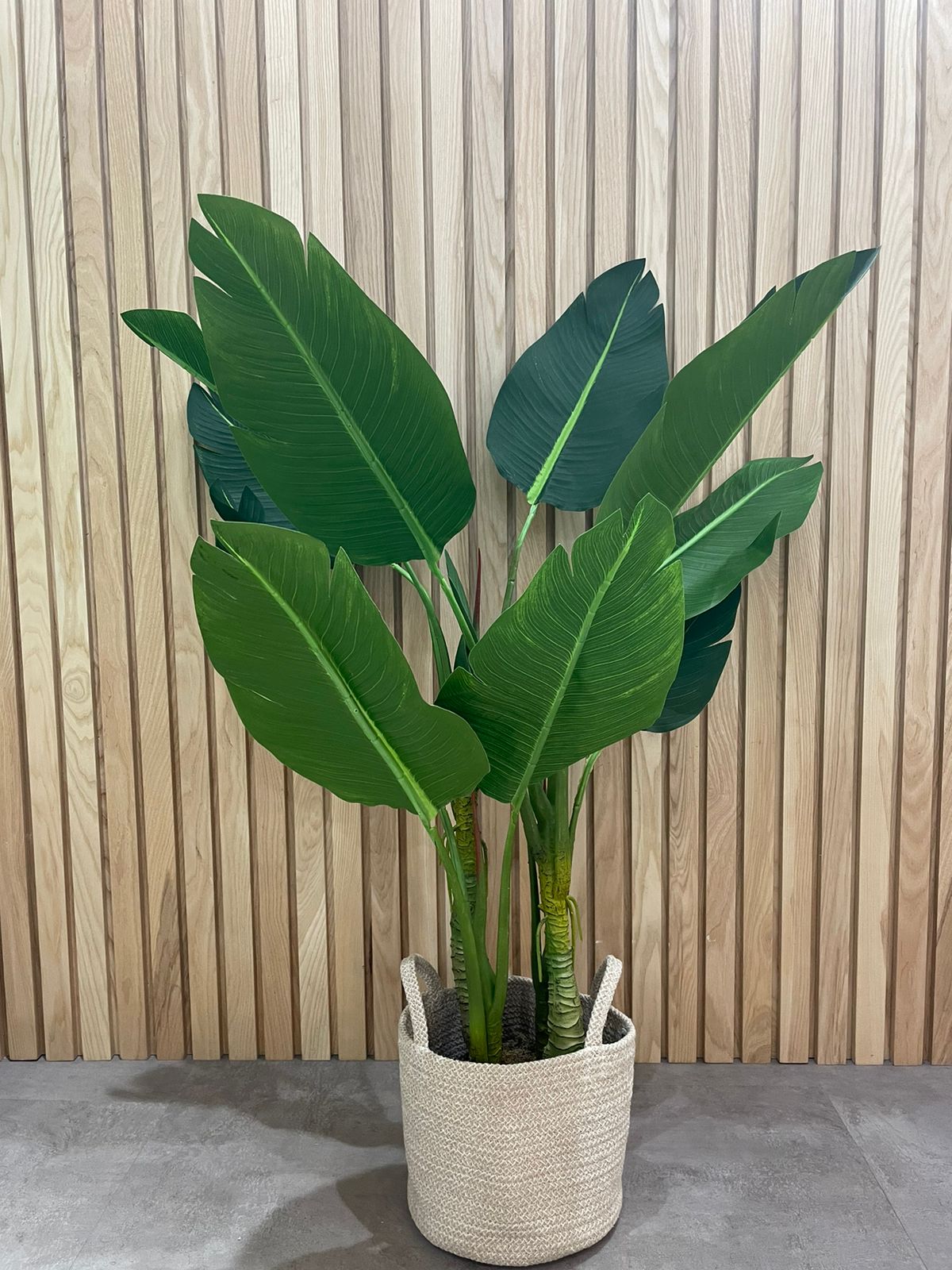 EFOLIA SIA STRELITZIA PLANT (125CM)